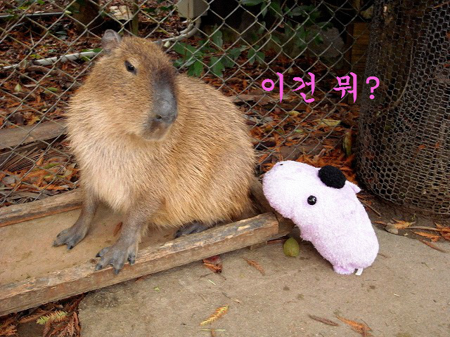 Kotaro_CapybaraKapibarasan2.jpg